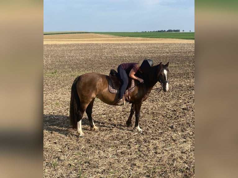 Cob Irlandese / Tinker / Gypsy Vanner Mix Giumenta 10 Anni 149 cm Baio in Wölfersheim