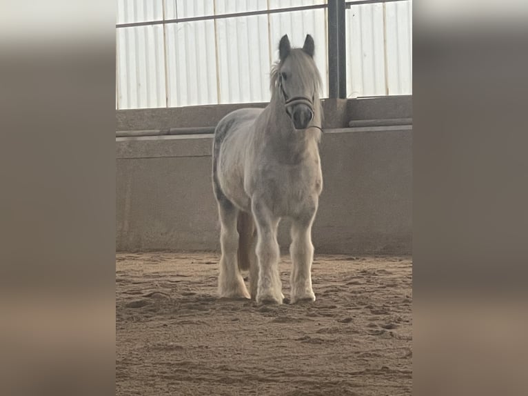 Cob Irlandese / Tinker / Gypsy Vanner Giumenta 10 Anni 150 cm Bianco in Kandel