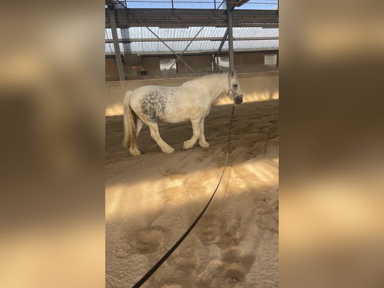 Cob Irlandese / Tinker / Gypsy Vanner Giumenta 10 Anni 150 cm Bianco in Kandel