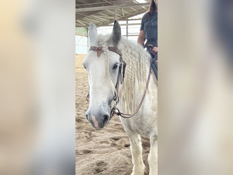 Cob Irlandese / Tinker / Gypsy Vanner Giumenta 10 Anni 150 cm Bianco in Kandel