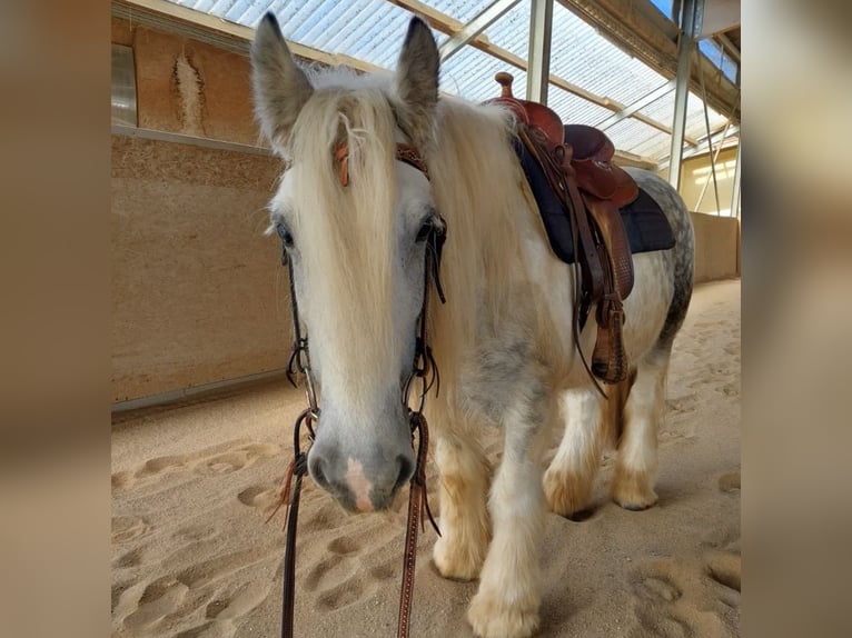 Cob Irlandese / Tinker / Gypsy Vanner Giumenta 10 Anni 150 cm Bianco in Kandel