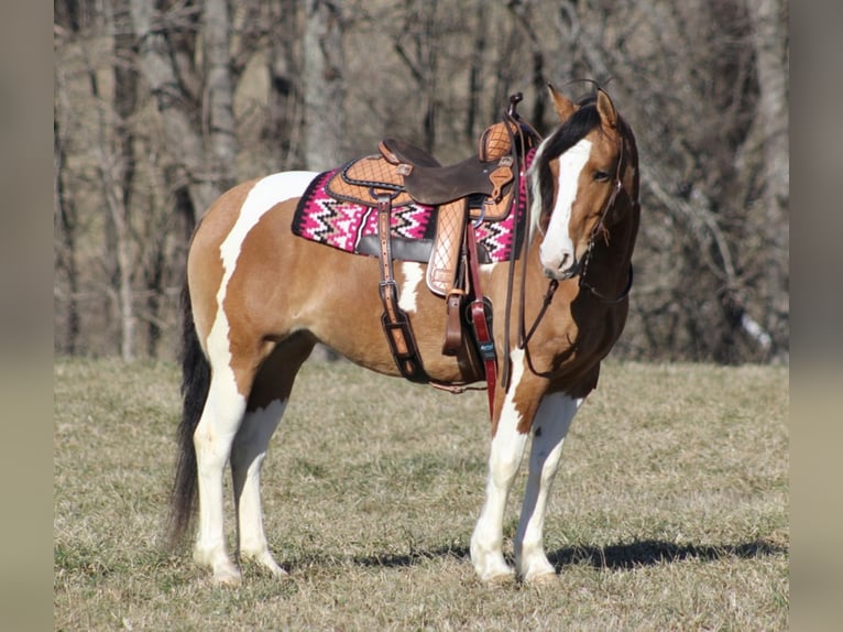 Cob Irlandese / Tinker / Gypsy Vanner Giumenta 10 Anni 150 cm Falbo in Mount vernon KY