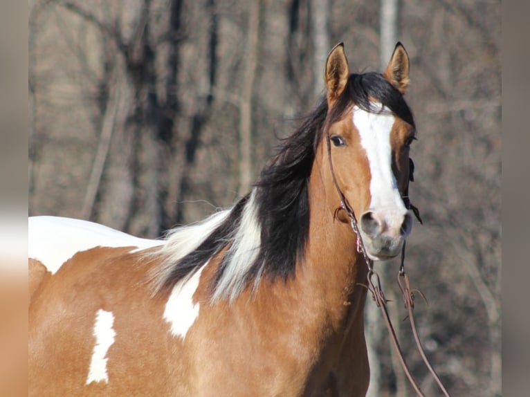 Cob Irlandese / Tinker / Gypsy Vanner Giumenta 10 Anni 150 cm Falbo in Mount vernon KY