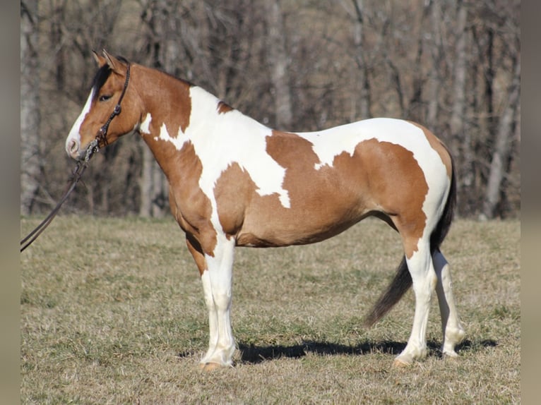 Cob Irlandese / Tinker / Gypsy Vanner Giumenta 10 Anni 150 cm Falbo in Mount vernon KY