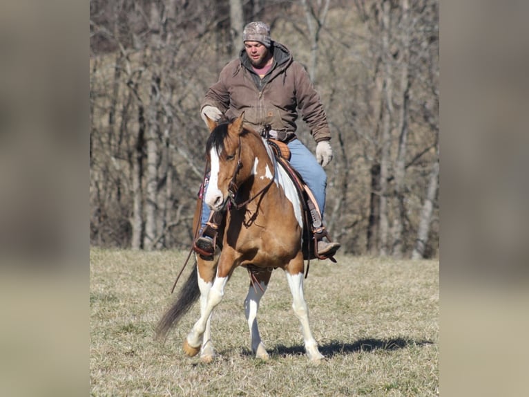 Cob Irlandese / Tinker / Gypsy Vanner Giumenta 10 Anni 150 cm Falbo in Mount vernon KY