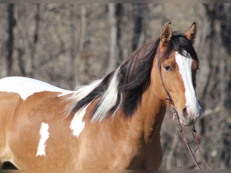 Cob Irlandese / Tinker / Gypsy Vanner Giumenta 10 Anni 150 cm Falbo in Mount vernon KY