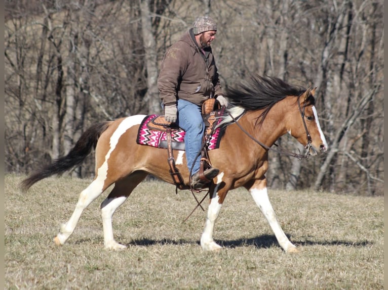 Cob Irlandese / Tinker / Gypsy Vanner Giumenta 10 Anni 150 cm Falbo in Mount vernon KY