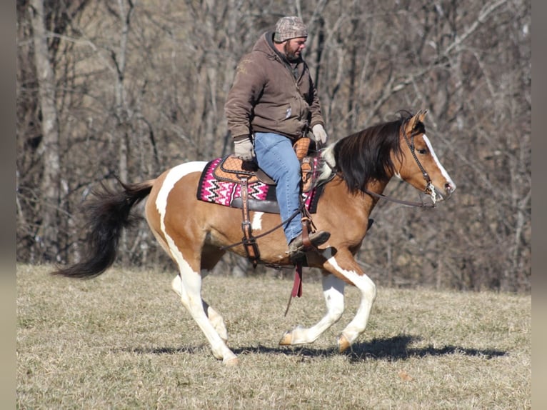 Cob Irlandese / Tinker / Gypsy Vanner Giumenta 10 Anni 150 cm Falbo in Mount vernon KY