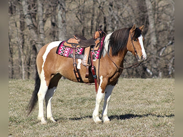 Cob Irlandese / Tinker / Gypsy Vanner Giumenta 10 Anni 150 cm Falbo in Mount vernon KY