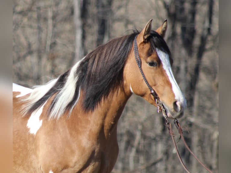 Cob Irlandese / Tinker / Gypsy Vanner Giumenta 10 Anni 150 cm Falbo in Mount vernon KY