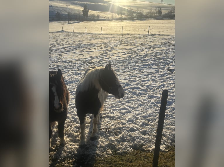 Cob Irlandese / Tinker / Gypsy Vanner Mix Giumenta 10 Anni 150 cm Pezzato in Wegscheid