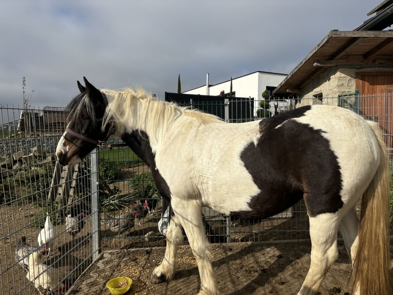 Cob Irlandese / Tinker / Gypsy Vanner Mix Giumenta 10 Anni 150 cm Pezzato in Wegscheid