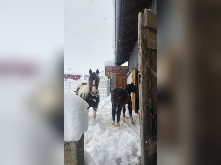 Cob Irlandese / Tinker / Gypsy Vanner Mix Giumenta 10 Anni 150 cm Pezzato in Wegscheid