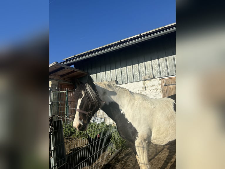 Cob Irlandese / Tinker / Gypsy Vanner Mix Giumenta 10 Anni 150 cm Pezzato in Wegscheid