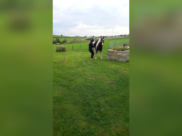 Cob Irlandese / Tinker / Gypsy Vanner Mix Giumenta 10 Anni 150 cm Pezzato in Wegscheid