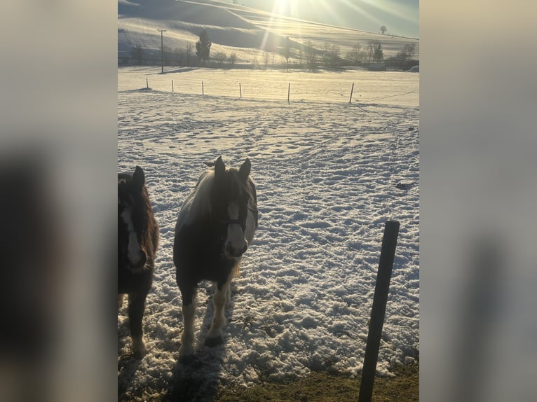 Cob Irlandese / Tinker / Gypsy Vanner Mix Giumenta 10 Anni 150 cm Pezzato in Wegscheid