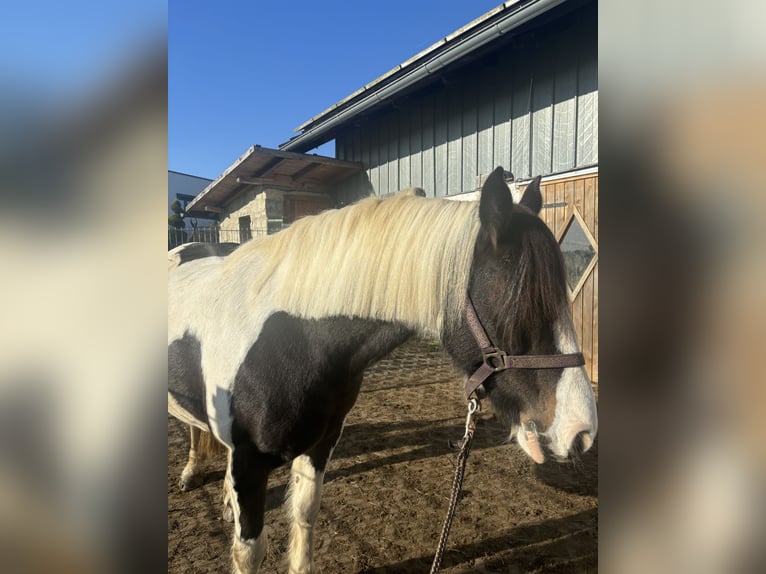 Cob Irlandese / Tinker / Gypsy Vanner Mix Giumenta 10 Anni 150 cm Pezzato in Wegscheid