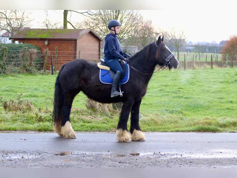 Cob Irlandese / Tinker / Gypsy Vanner Giumenta 10 Anni 155 cm Morello in Bogaarden