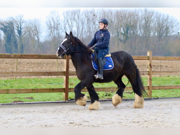 Cob Irlandese / Tinker / Gypsy Vanner Giumenta 10 Anni 155 cm Morello in Bogaarden