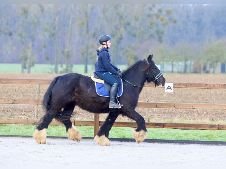 Cob Irlandese / Tinker / Gypsy Vanner Giumenta 10 Anni 155 cm Morello in Bogaarden