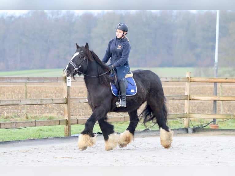 Cob Irlandese / Tinker / Gypsy Vanner Giumenta 10 Anni 155 cm Morello in Bogaarden