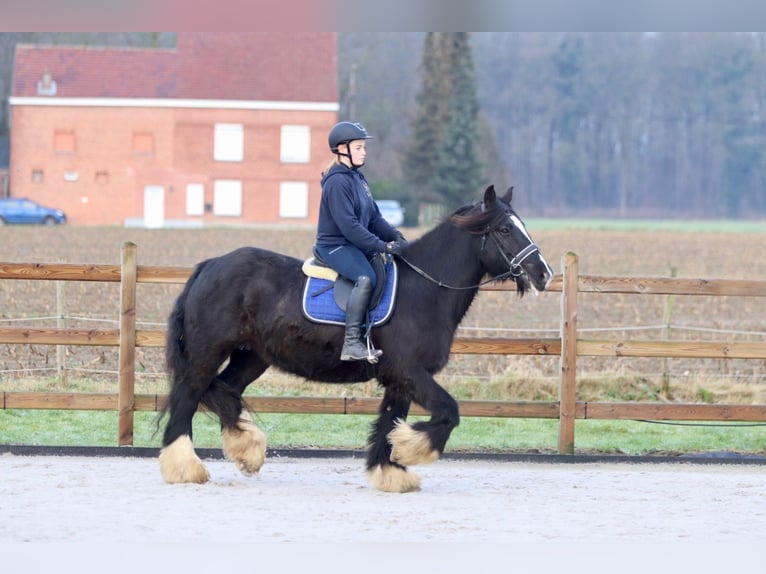 Cob Irlandese / Tinker / Gypsy Vanner Giumenta 10 Anni 155 cm Morello in Bogaarden