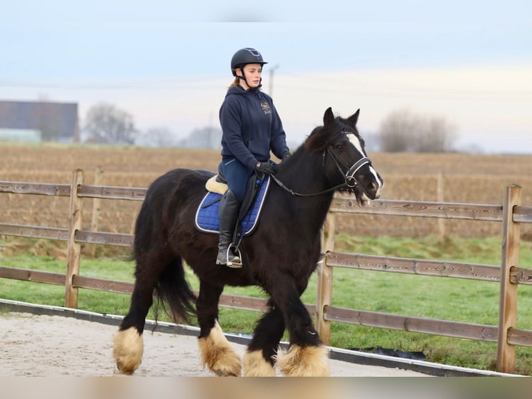 Cob Irlandese / Tinker / Gypsy Vanner Giumenta 10 Anni 155 cm Morello in Bogaarden