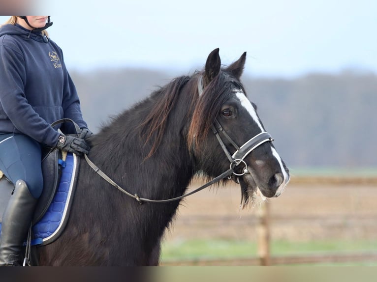 Cob Irlandese / Tinker / Gypsy Vanner Giumenta 10 Anni 155 cm Morello in Bogaarden