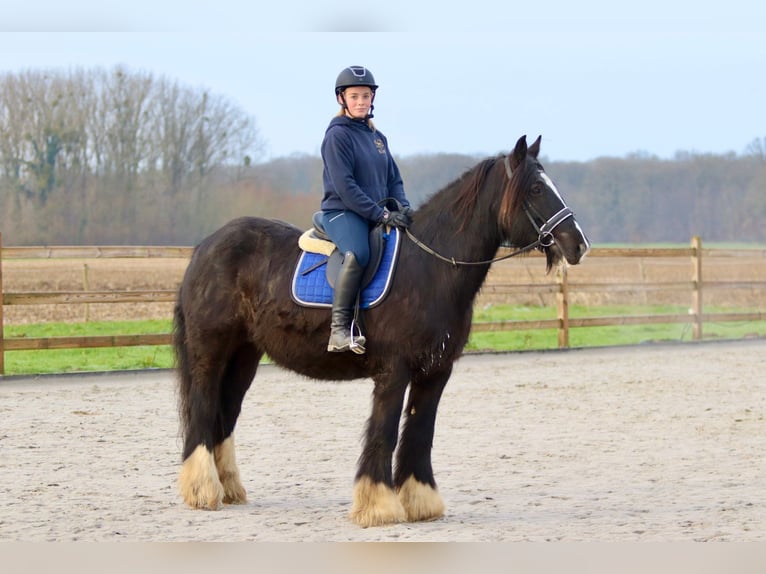 Cob Irlandese / Tinker / Gypsy Vanner Giumenta 10 Anni 155 cm Morello in Bogaarden