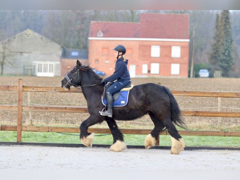 Cob Irlandese / Tinker / Gypsy Vanner Giumenta 10 Anni 155 cm Morello in Bogaarden