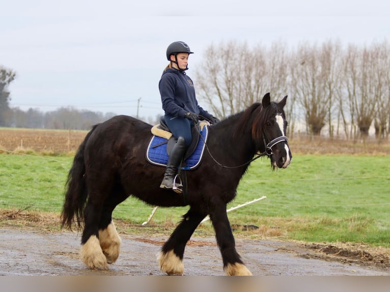 Cob Irlandese / Tinker / Gypsy Vanner Giumenta 10 Anni 155 cm Morello in Bogaarden