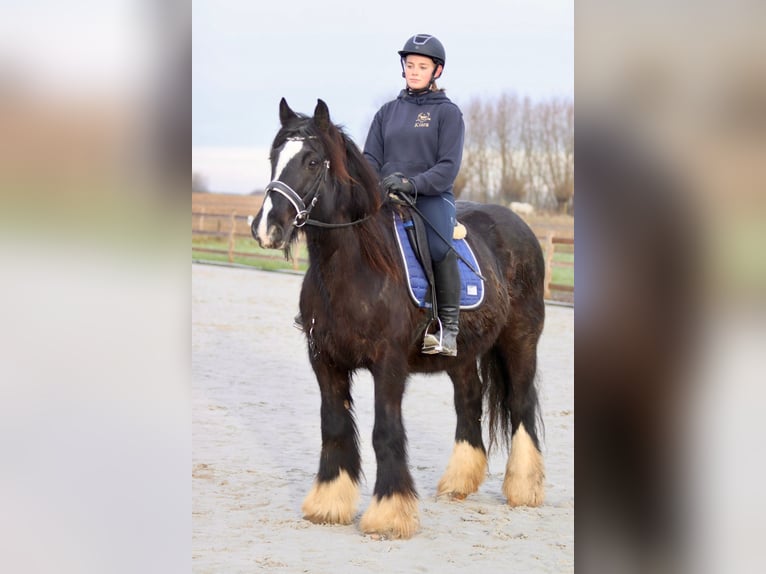 Cob Irlandese / Tinker / Gypsy Vanner Giumenta 10 Anni 155 cm Morello in Bogaarden