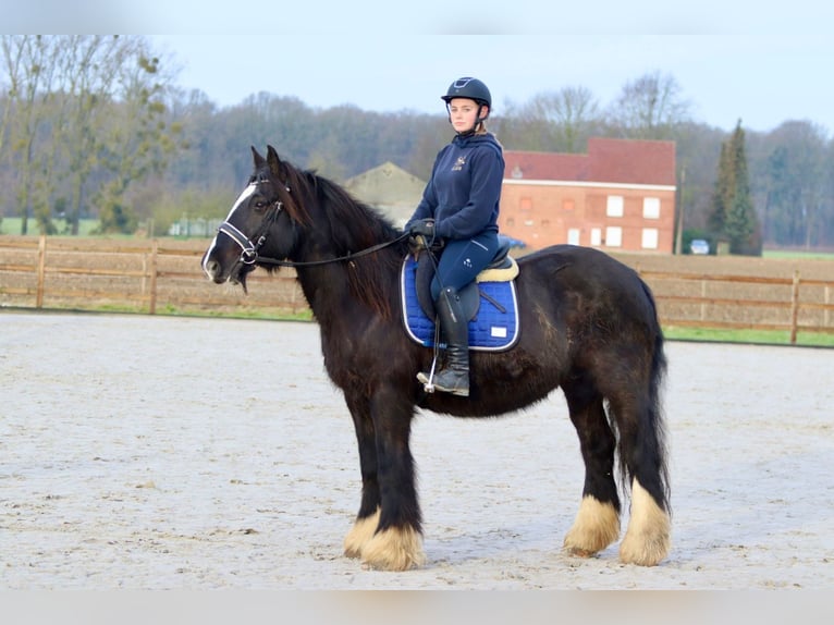 Cob Irlandese / Tinker / Gypsy Vanner Giumenta 10 Anni 155 cm Morello in Bogaarden