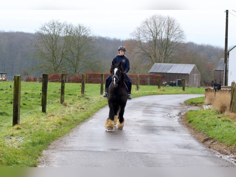 Cob Irlandese / Tinker / Gypsy Vanner Giumenta 10 Anni 155 cm Morello in Bogaarden