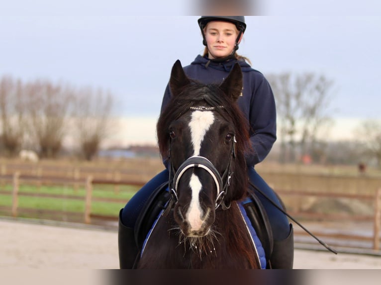 Cob Irlandese / Tinker / Gypsy Vanner Giumenta 10 Anni 155 cm Morello in Bogaarden