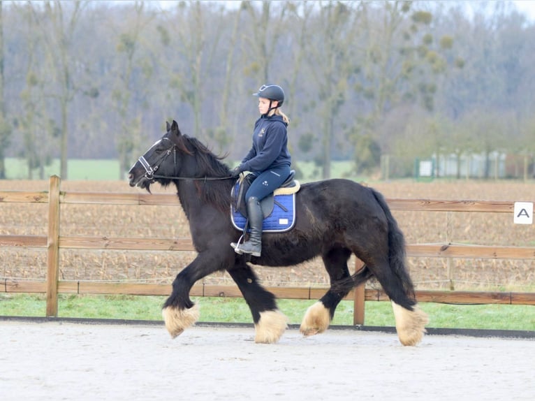 Cob Irlandese / Tinker / Gypsy Vanner Giumenta 10 Anni 155 cm Morello in Bogaarden