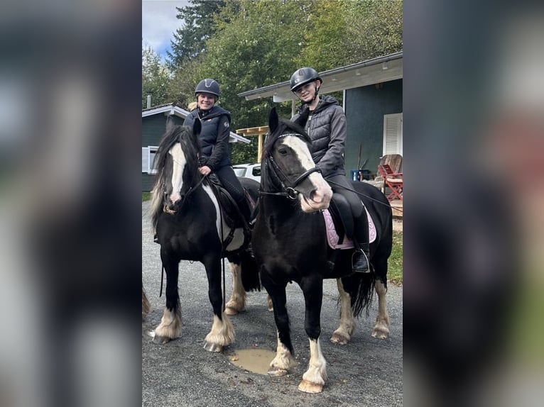 Cob Irlandese / Tinker / Gypsy Vanner Giumenta 10 Anni Morello in Bad Grund