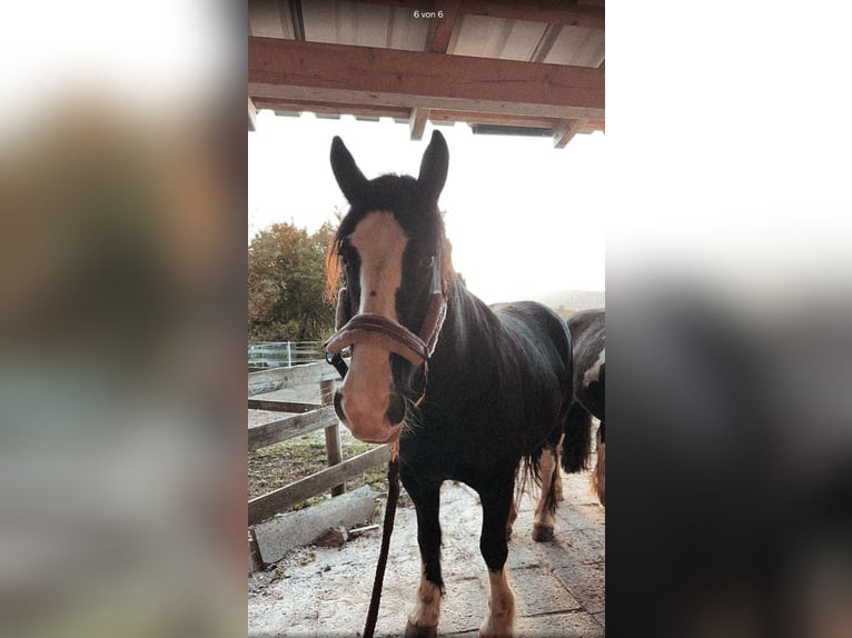 Cob Irlandese / Tinker / Gypsy Vanner Giumenta 10 Anni Morello in Bad Grund