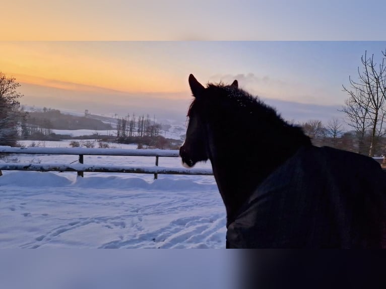 Cob Irlandese / Tinker / Gypsy Vanner Giumenta 10 Anni Morello in Bad Grund