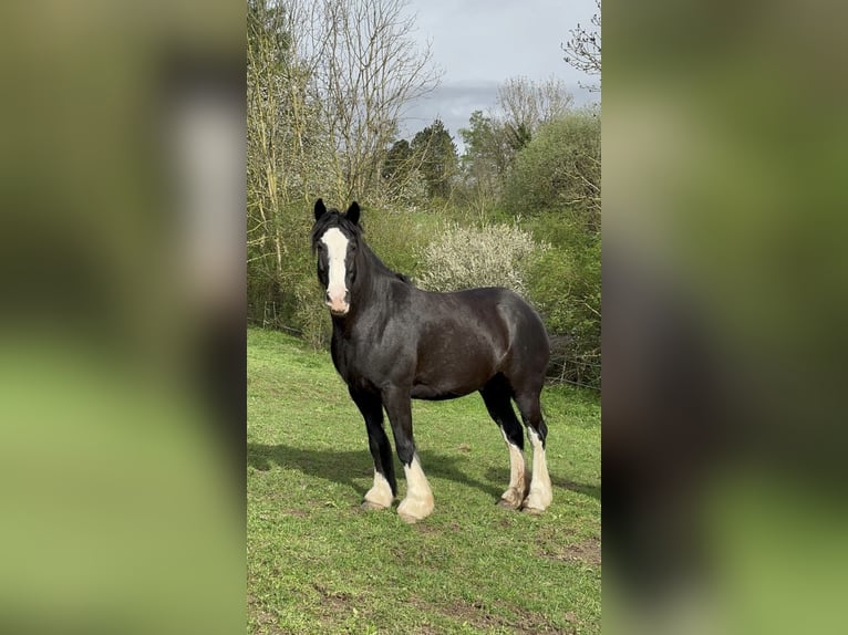 Cob Irlandese / Tinker / Gypsy Vanner Giumenta 10 Anni Morello in Bad Grund