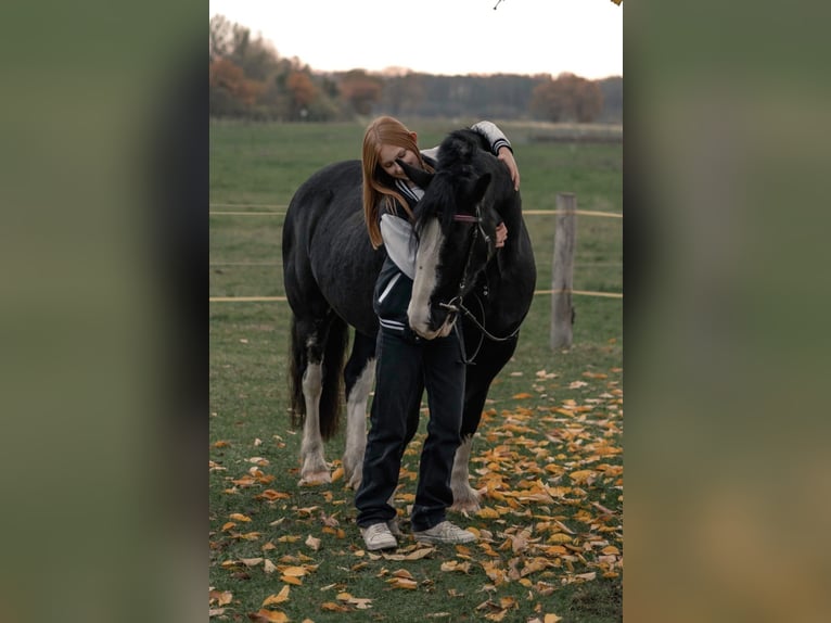 Cob Irlandese / Tinker / Gypsy Vanner Giumenta 10 Anni Morello in Bad Grund