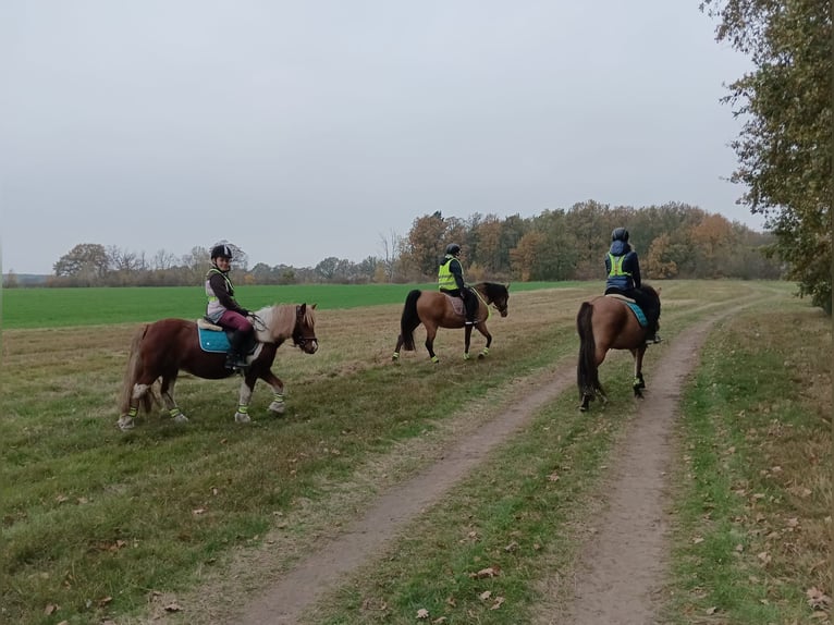 Cob Irlandese / Tinker / Gypsy Vanner Mix Giumenta 11 Anni 120 cm Pezzato in Rangsdorf