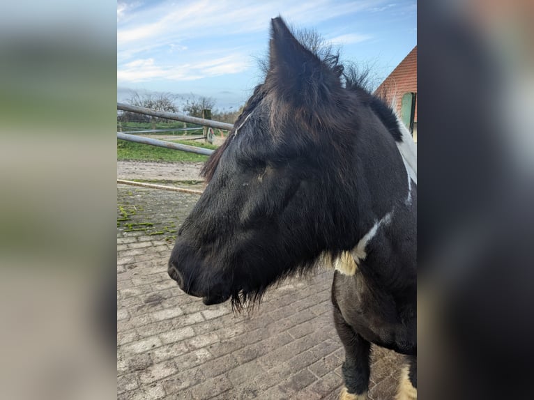 Cob Irlandese / Tinker / Gypsy Vanner Mix Giumenta 11 Anni 125 cm in Vlotho