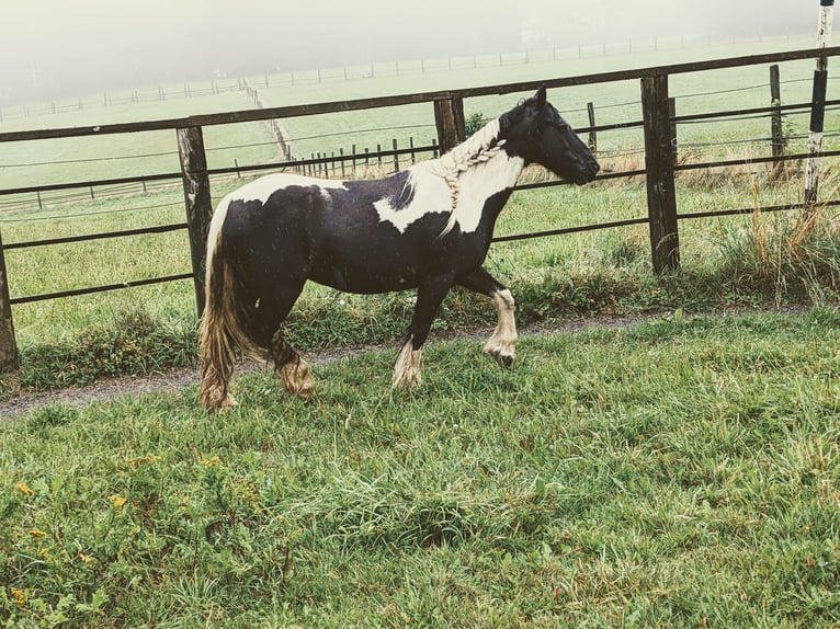 Cob Irlandese / Tinker / Gypsy Vanner Mix Giumenta 11 Anni 125 cm in Vlotho