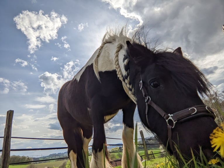 Cob Irlandese / Tinker / Gypsy Vanner Mix Giumenta 11 Anni 125 cm in Vlotho