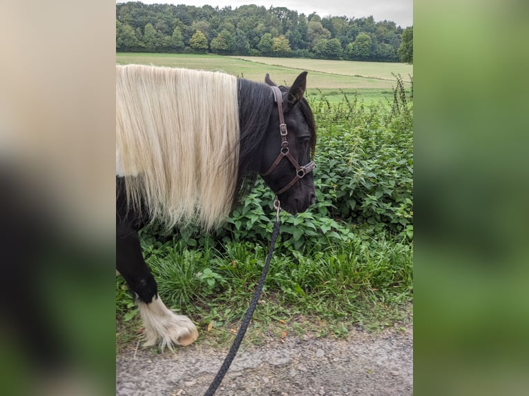 Cob Irlandese / Tinker / Gypsy Vanner Mix Giumenta 11 Anni 125 cm in Vlotho