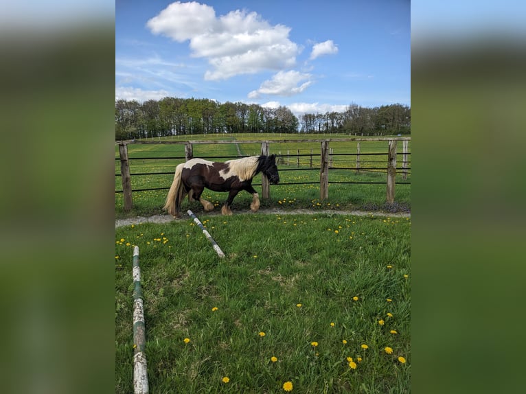 Cob Irlandese / Tinker / Gypsy Vanner Mix Giumenta 11 Anni 125 cm in Vlotho