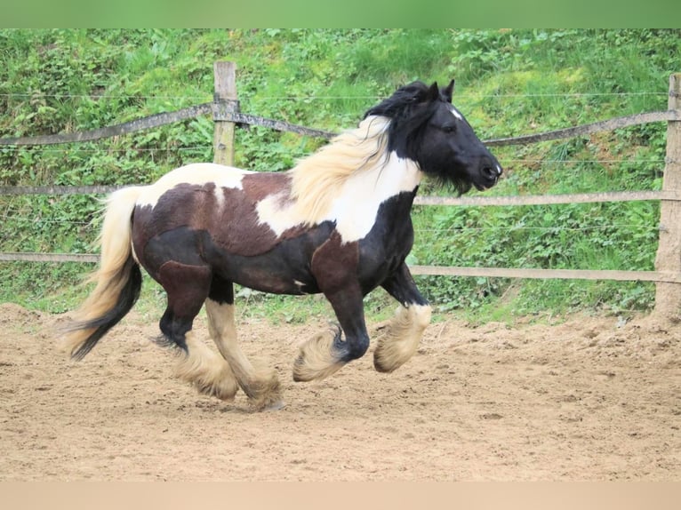 Cob Irlandese / Tinker / Gypsy Vanner Mix Giumenta 11 Anni 125 cm in Vlotho