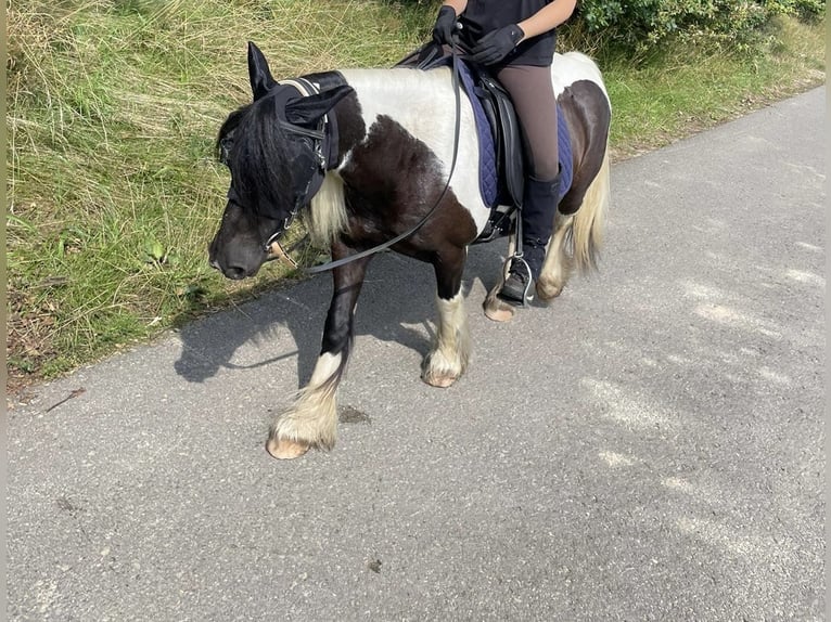 Cob Irlandese / Tinker / Gypsy Vanner Mix Giumenta 11 Anni 125 cm in Vlotho