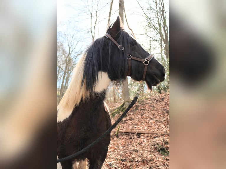 Cob Irlandese / Tinker / Gypsy Vanner Mix Giumenta 11 Anni 125 cm in Vlotho